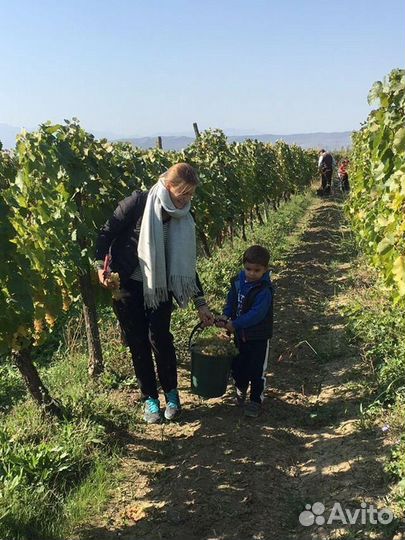 Беббиситтер, няня на час