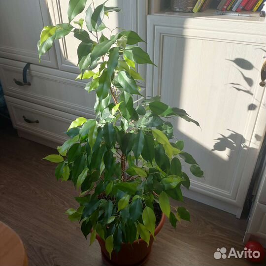 Фикус бенджамина большой