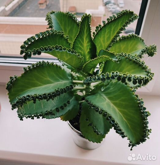 Каланхоэ лечебное