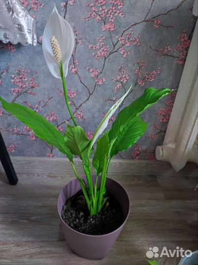 Спатифиллум