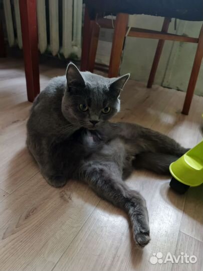 Шотландский кот