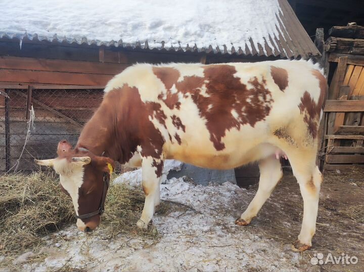 Айширская нетель