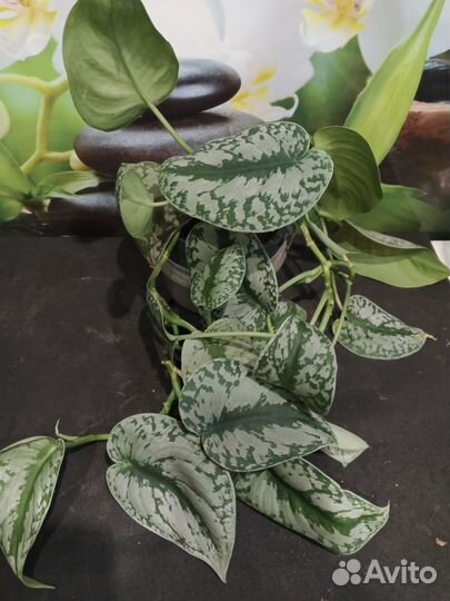 Сциндапсус Пинтус