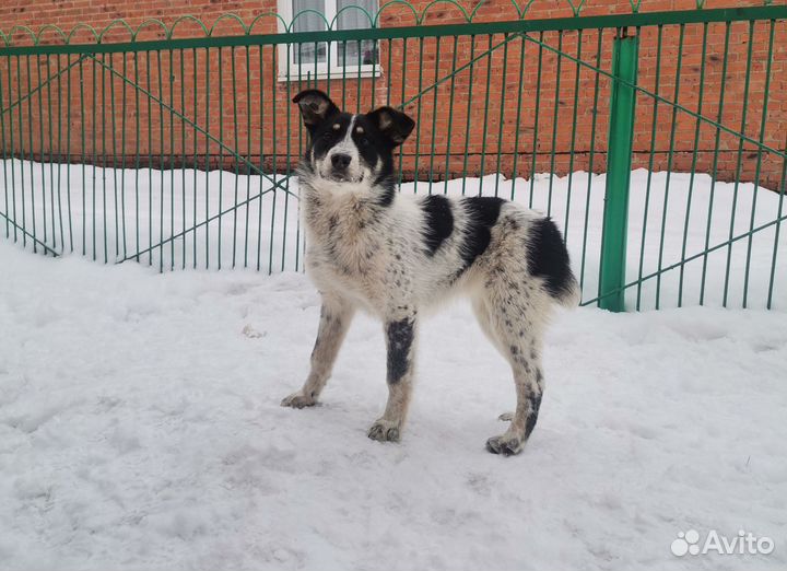 Собака в добрые руки собака дворняга