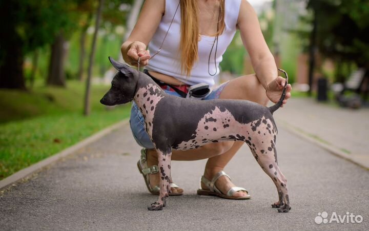 Американский Голый Терьер щенки