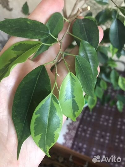 Фикус бенджамина 70см