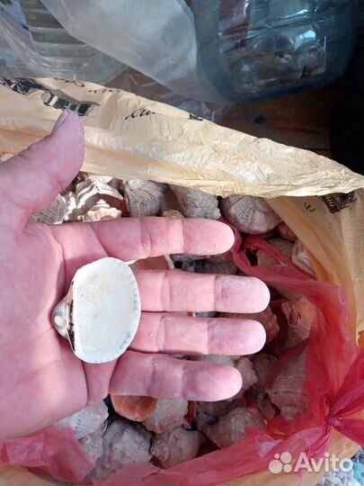 Морские ракушки раковины