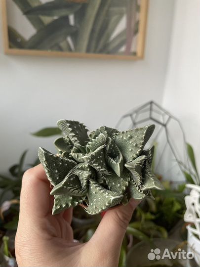 Фаукария тигрина