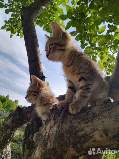 Дар, в добрые руки котенка