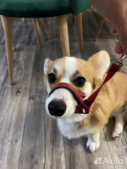 Недоуздок для собак Halti Headcollar