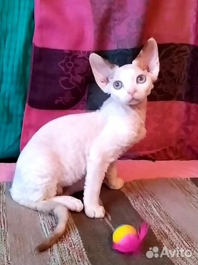 Девон-рекс кошка