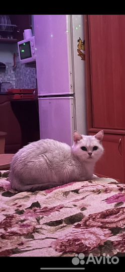 Кошки британские