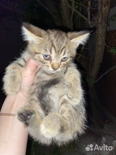 Котята в добрые руки бесплатно