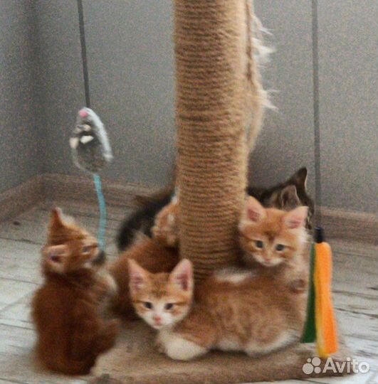 Котята мейн-кун