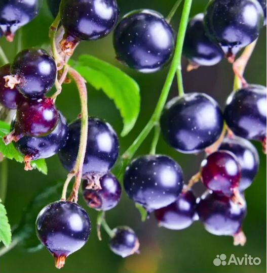 Парфюмерная вода Yodeyma 