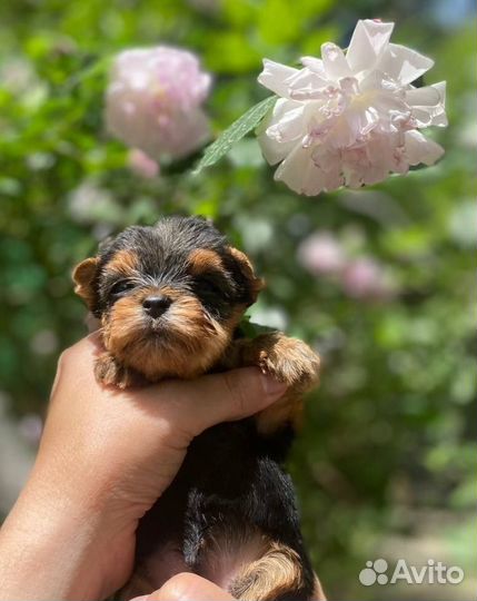 Йоркширский терьер