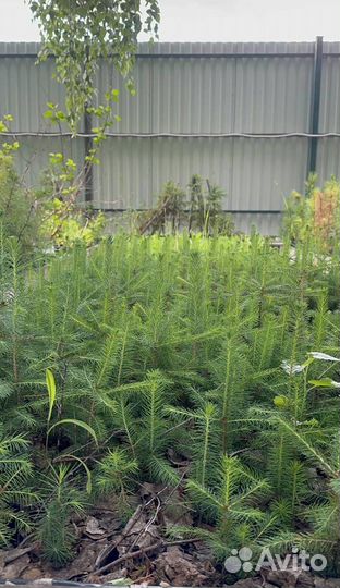 Ель голубая, ель сибирская, пихта, оптом