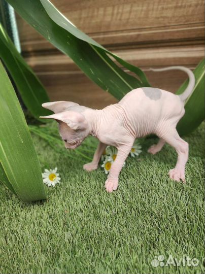 Канадский сфинкс мальчик