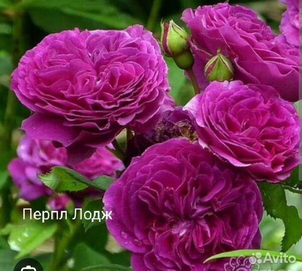 Розы на август