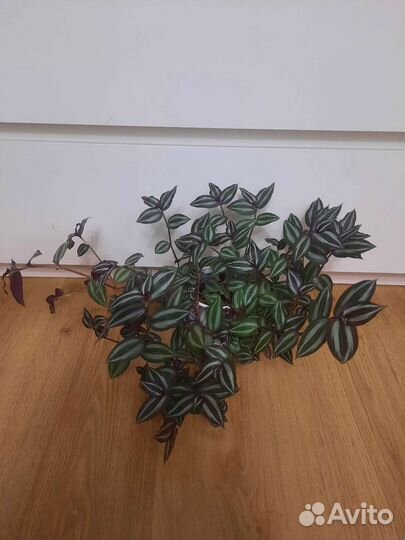 Спатифиллум, Традисканция