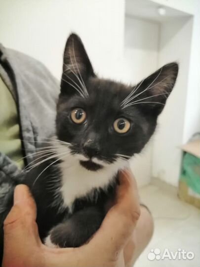 Котенок