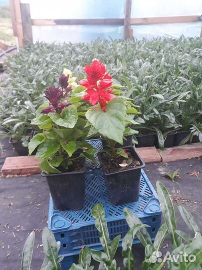 Рассада разных растений