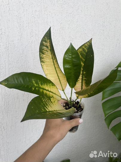 Кротоны миссис айстон, мамми