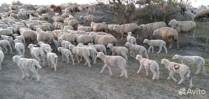 Матки с ягнятами