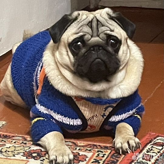 Мопс вязка мальчик