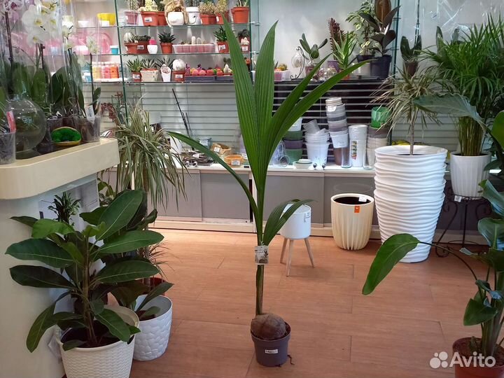 Комнатные растения