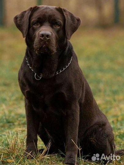 Щенки лабрадора шоколадные