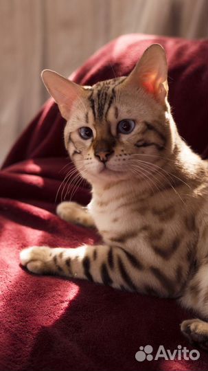 Бенгальский кот вязка