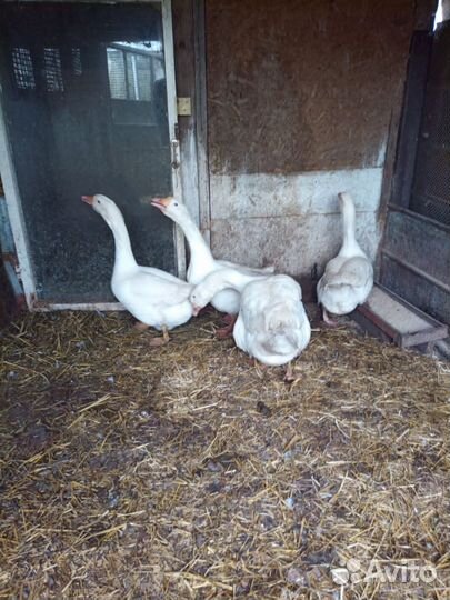 Семья гусей