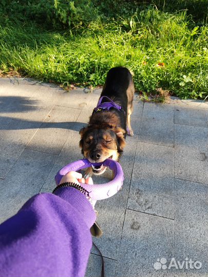 Выгул собак