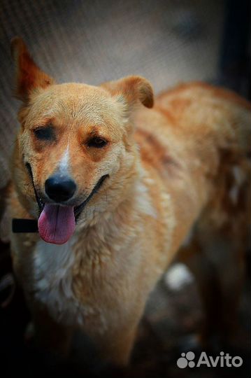 Роби в добрые руки