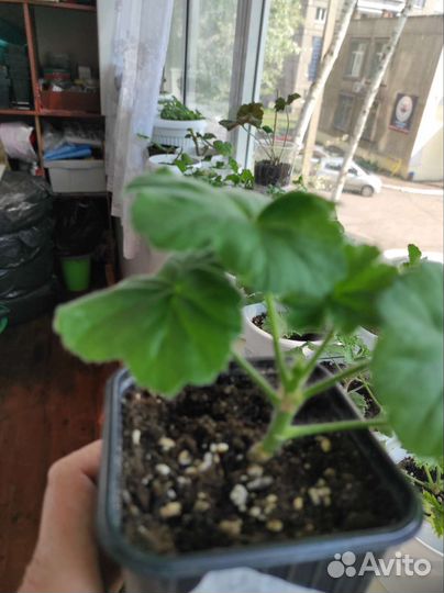 Пеларгония Rococo