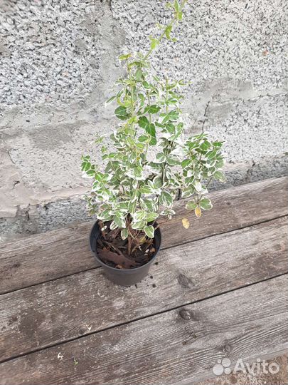 Кустики бересклета