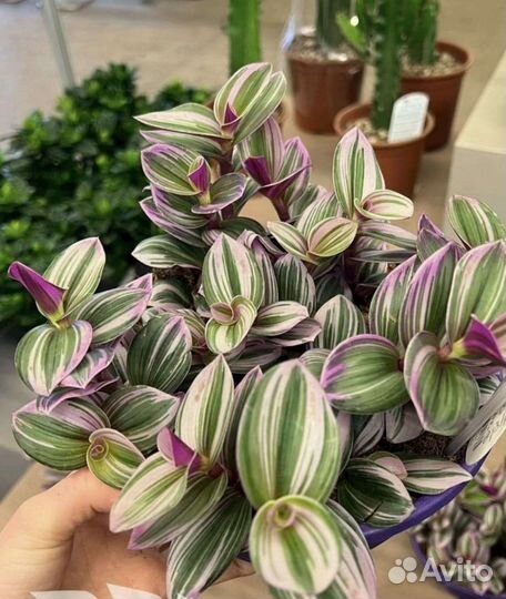 Растения для озеленения помещений, квартир, домов