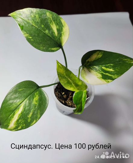 Цветы комнатные