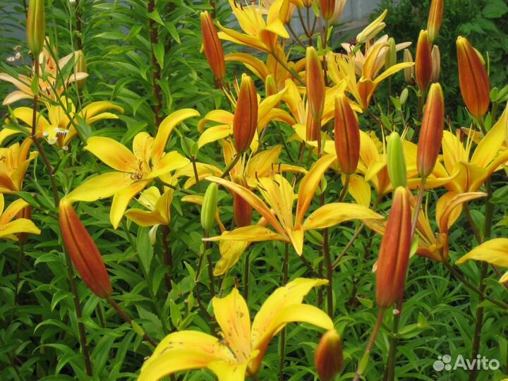Лилии азиатки и ла-гибриды