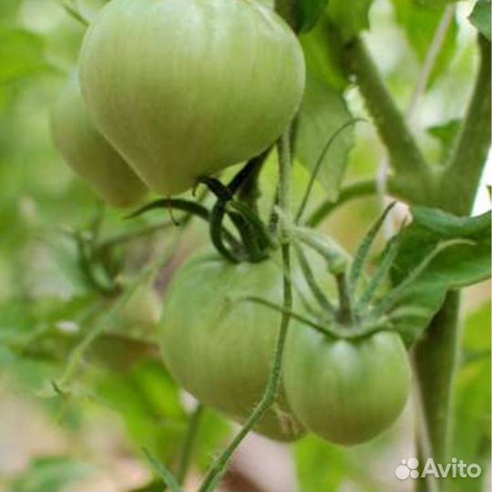 Семена томатов Буденовка