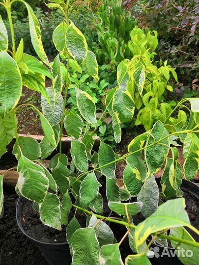 Продам деревья и кустарники