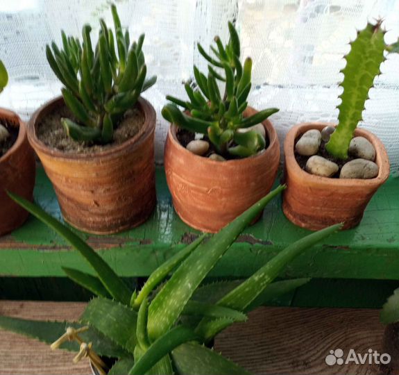 Кактусы, суккуленты, алоэ