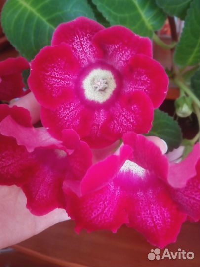 Глоксиния лист укоренённый