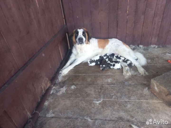 Московская сторожевая