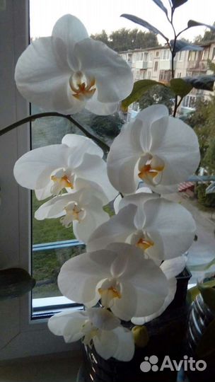 Орхидея
