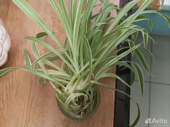 Дифенбахия,традисканция и еще