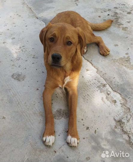 Нашлась собака