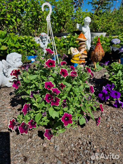 Кашпо петуниии