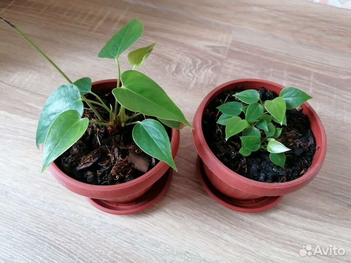 Антуриум 2 шт